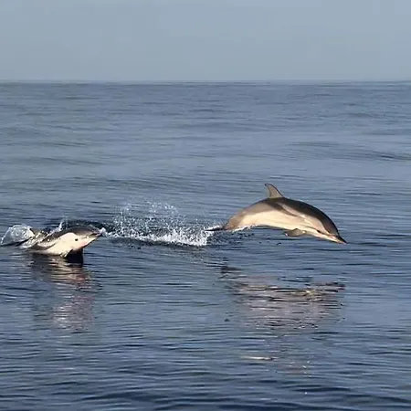 Aux Rivages De Sylvie - 150 M De La Apartment Calvi (Corsica)