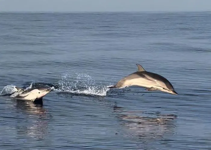 Aux Rivages De Sylvie - 150 M De La Apartment Calvi (Corsica)